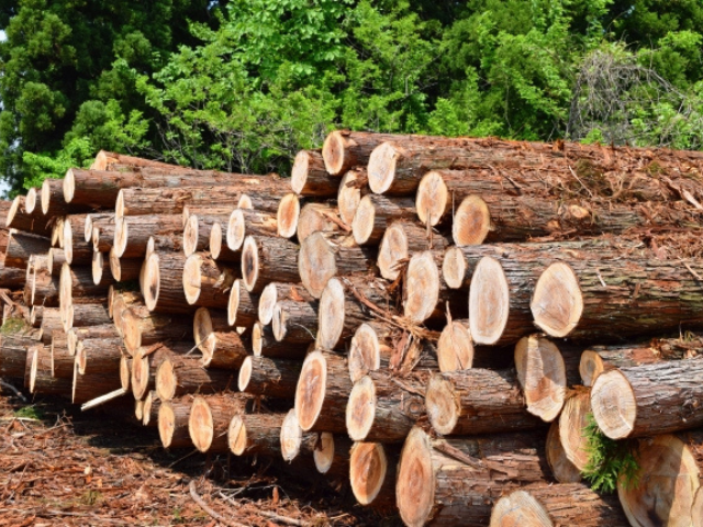 簡易架線集材装置の運転業務とは